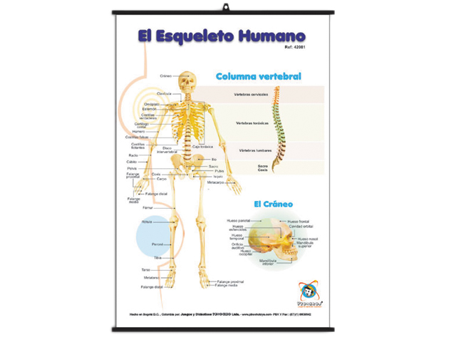 Láminas educativas